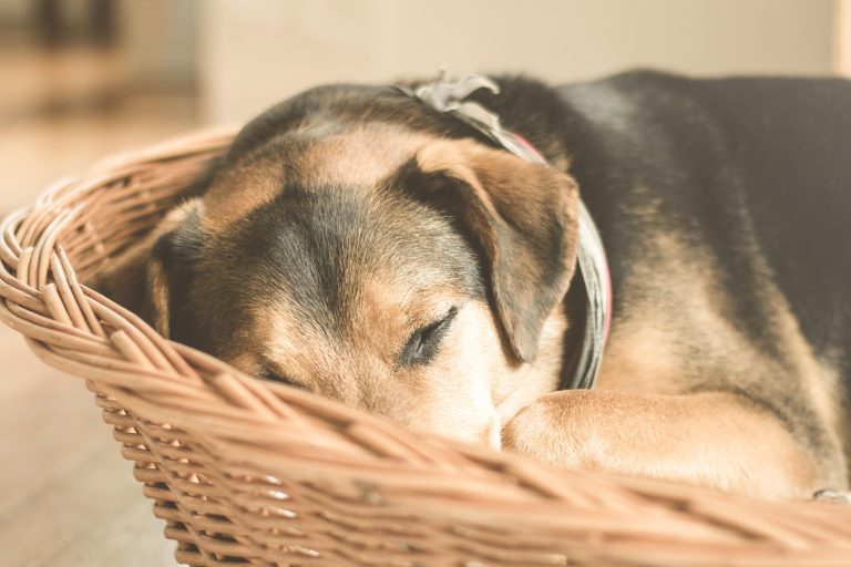 Hond rustend op een comfortabel hondenbed in huis met zachte kussens en ondersteunende vulling