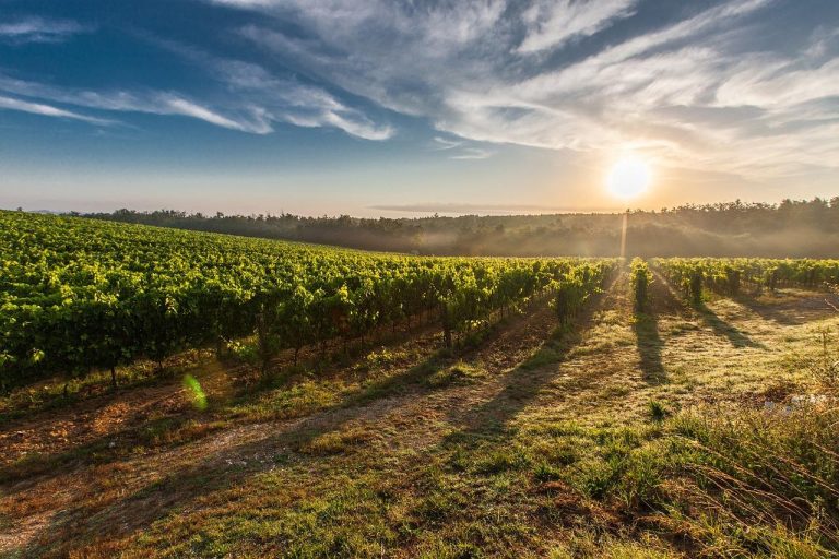 Primitivo Appassimento wijn uit Puglia met dieprode kleur en intense aromatische geur
