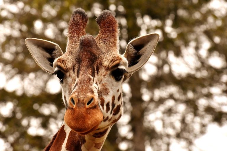 Overzicht van de leukste dierentuinen in Limburg met exotische dieren en groene landschappen